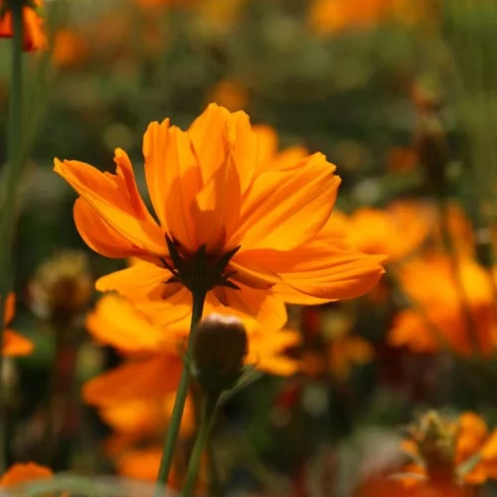 Orange & Yellow Cosmos Seeds - Open-Pollinating Flower Seeds - Easy Grow - 50 Pack - Image 17