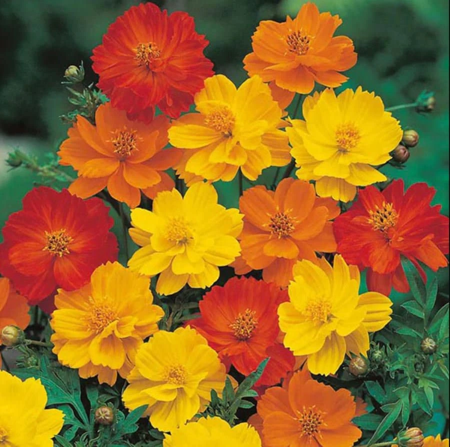Orange & Yellow Cosmos Seeds - Open-Pollinating Flower Seeds - Easy Grow - 50 Pack - Image 2