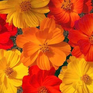 Orange & Yellow Cosmos Seeds - Open-Pollinating Flower Seeds - Easy Grow - 50 Pack - Image 3