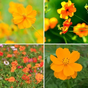 Orange & Yellow Cosmos Seeds - Open-Pollinating Flower Seeds - Easy Grow - 50 Pack - Image 4