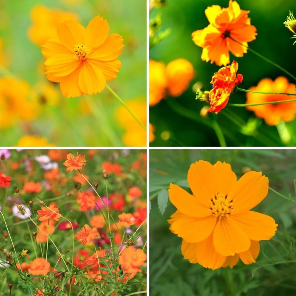 Orange & Yellow Cosmos Seeds - Open-Pollinating Flower Seeds - Easy Grow - 50 Pack - Image 4