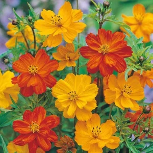 Orange & Yellow Cosmos Seeds - Open-Pollinating Flower Seeds - Easy Grow - 50 Pack - Image 5