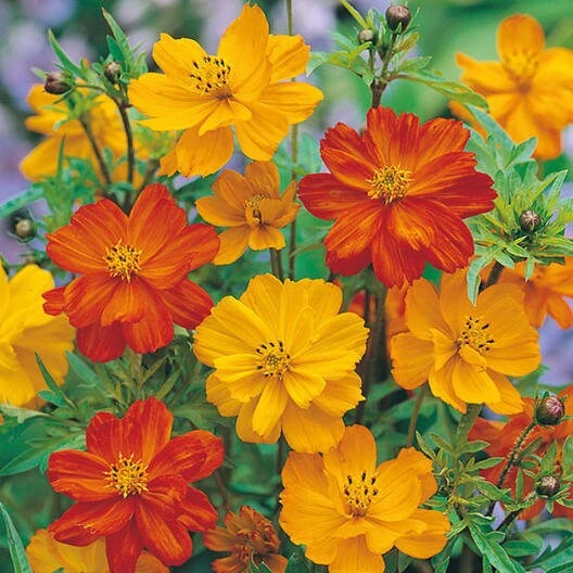 Orange & Yellow Cosmos Seeds - Open-Pollinating Flower Seeds - Easy Grow - 50 Pack - Image 5