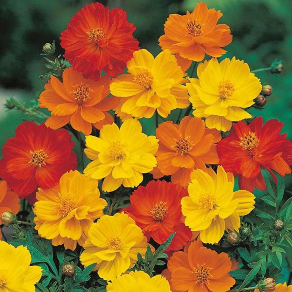Orange & Yellow Cosmos Seeds - Open-Pollinating Flower Seeds - Easy Grow - 50 Pack - Image 6