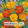 Orange & Yellow Cosmos Seeds - Open-Pollinating Flower Seeds - Easy Grow - 50 Pack - Image 1