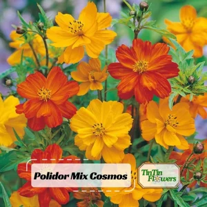 Orange & Yellow Cosmos Seeds - Open-Pollinating Flower Seeds - Easy Grow - 50 Pack - Image 1