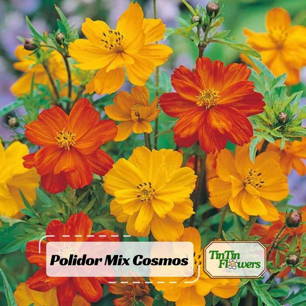 Orange & Yellow Cosmos Seeds - Open-Pollinating Flower Seeds - Easy Grow - 50 Pack - Image 1