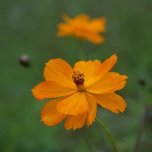 Orange & Yellow Cosmos Seeds - Open-Pollinating Flower Seeds - Easy Grow - 50 Pack - Image 8