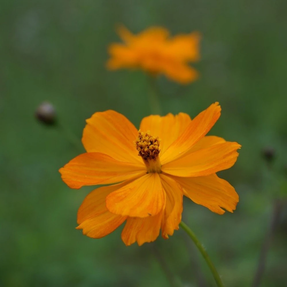 Orange & Yellow Cosmos Seeds - Open-Pollinating Flower Seeds - Easy Grow - 50 Pack - Image 8