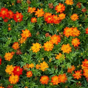 Orange & Yellow Cosmos Seeds - Open-Pollinating Flower Seeds - Easy Grow - 50 Pack - Image 9