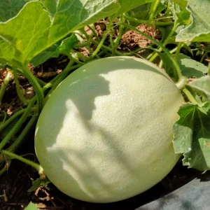 Orangedew Honeydew Melon Seeds - Sweet Orange Flesh, 20 Seed Pack for Summer Harvest - Image 2