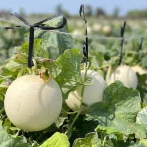 Orangedew Honeydew Melon Seeds - Sweet Orange Flesh, 20 Seed Pack for Summer Harvest - Image 3