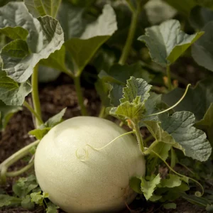 Orangedew Honeydew Melon Seeds - Sweet Orange Flesh, 20 Seed Pack for Summer Harvest - Image 4