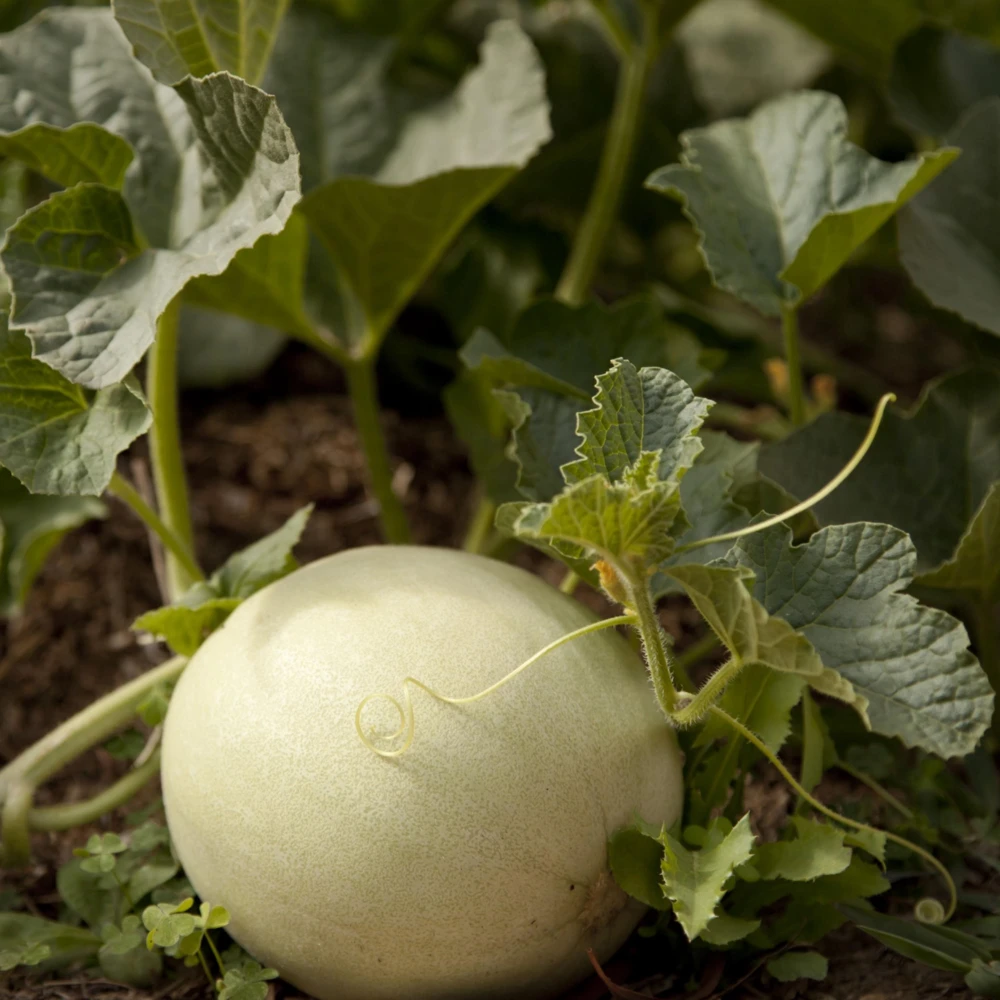 Orangedew Honeydew Melon Seeds - Sweet Orange Flesh, 20 Seed Pack for Summer Harvest - Image 4