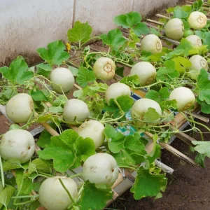 Orangedew Honeydew Melon Seeds - Sweet Orange Flesh, 20 Seed Pack for Summer Harvest - Image 5