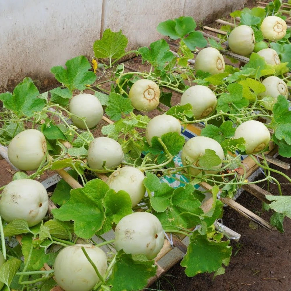 Orangedew Honeydew Melon Seeds - Sweet Orange Flesh, 20 Seed Pack for Summer Harvest - Image 5