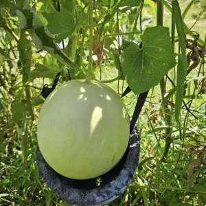 Orangedew Honeydew Melon Seeds - Sweet Orange Flesh, 20 Seed Pack for Summer Harvest - Image 6