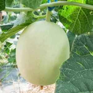 Orangedew Honeydew Melon Seeds - Sweet Orange Flesh, 20 Seed Pack for Summer Harvest - Image 7