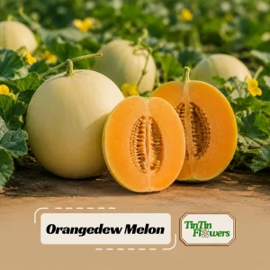 Orangedew Honeydew Melon Seeds - Sweet Orange Flesh, 20 Seed Pack for Summer Harvest - Image 1