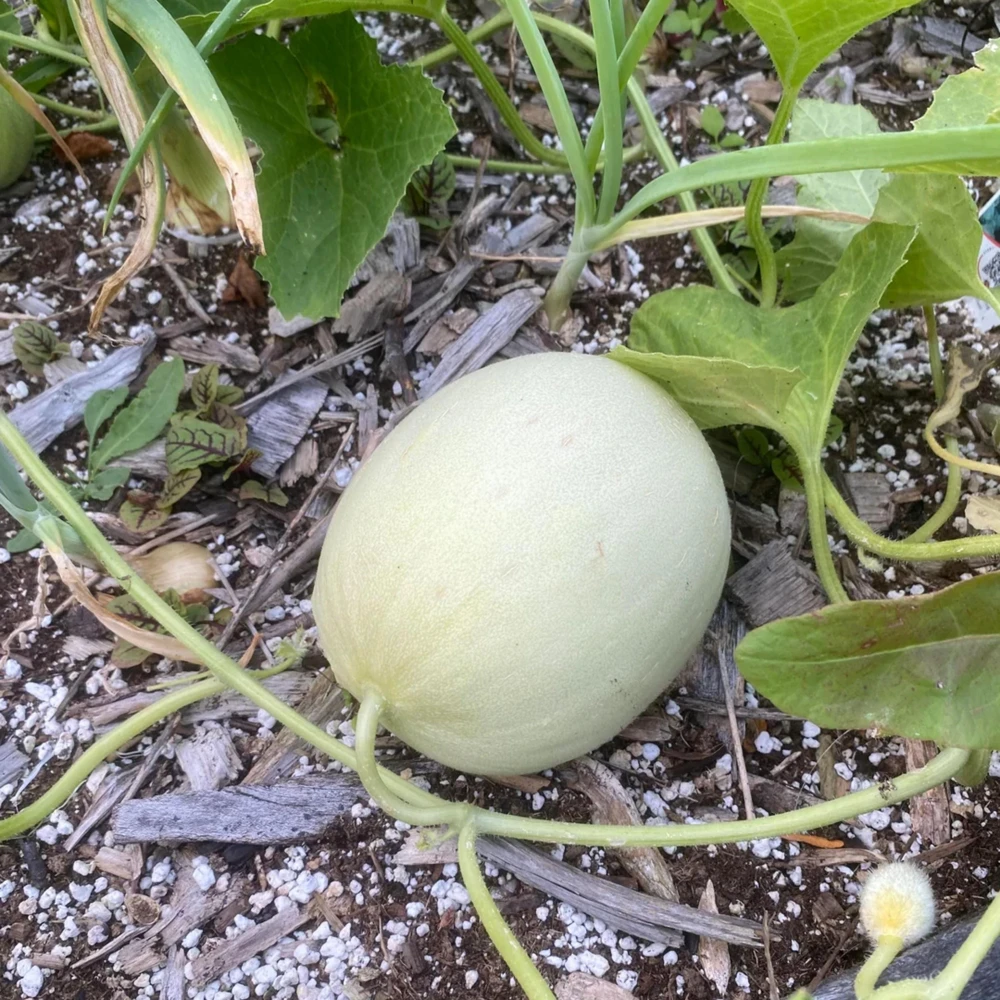 Orangedew Honeydew Melon Seeds - Sweet Orange Flesh, 20 Seed Pack for Summer Harvest - Image 8
