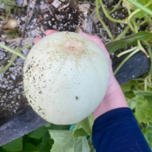 Orangedew Honeydew Melon Seeds - Sweet Orange Flesh, 20 Seed Pack for Summer Harvest - Image 9