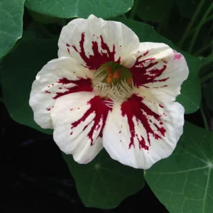 Orchid Flame Nasturtium Seeds - Dwarf, Fast Growing, Open-Pollinating - 10 Seeds - Image 10