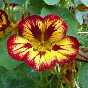 Orchid Flame Nasturtium Seeds - Dwarf, Fast Growing, Open-Pollinating - 10 Seeds - Image 2