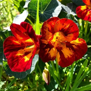Orchid Flame Nasturtium Seeds - Dwarf, Fast Growing, Open-Pollinating - 10 Seeds - Image 3