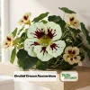 Orchid Flame Nasturtium Seeds - Dwarf, Fast Growing, Open-Pollinating - 10 Seeds - Image 1
