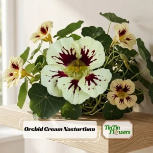 Orchid Flame Nasturtium Seeds - Dwarf, Fast Growing, Open-Pollinating - 10 Seeds - Image 1
