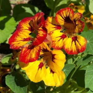 Orchid Flame Nasturtium Seeds - Dwarf, Fast Growing, Open-Pollinating - 10 Seeds - Image 4