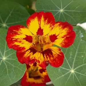 Orchid Flame Nasturtium Seeds - Dwarf, Fast Growing, Open-Pollinating - 10 Seeds - Image 5