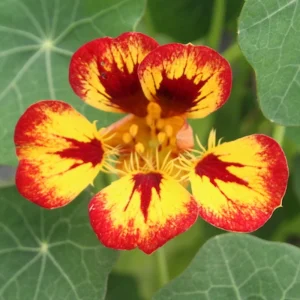 Orchid Flame Nasturtium Seeds - Dwarf, Fast Growing, Open-Pollinating - 10 Seeds - Image 6