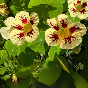 Orchid Flame Nasturtium Seeds - Dwarf, Fast Growing, Open-Pollinating - 10 Seeds - Image 7