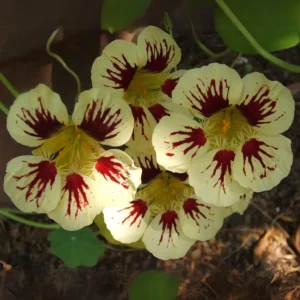 Orchid Flame Nasturtium Seeds - Dwarf, Fast Growing, Open-Pollinating - 10 Seeds - Image 8