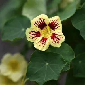 Orchid Flame Nasturtium Seeds - Dwarf, Fast Growing, Open-Pollinating - 10 Seeds - Image 9
