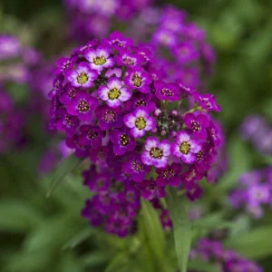 Oriental Nights Sweet Alyssum Seeds - Deep Purple Fragrant Ground Cover Flowers - 20 Seeds - Image 2