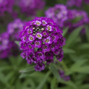 Oriental Nights Sweet Alyssum Seeds - Deep Purple Fragrant Ground Cover Flowers - 20 Seeds - Image 3