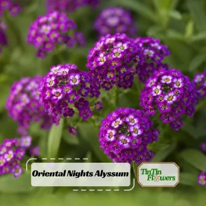 Oriental Nights Sweet Alyssum Seeds - Deep Purple Fragrant Ground Cover Flowers - 20 Seeds - Image 1