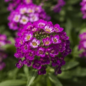 Oriental Nights Sweet Alyssum Seeds - Deep Purple Fragrant Ground Cover Flowers - 20 Seeds - Image 4