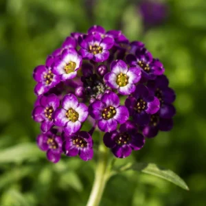 Oriental Nights Sweet Alyssum Seeds - Deep Purple Fragrant Ground Cover Flowers - 20 Seeds - Image 5