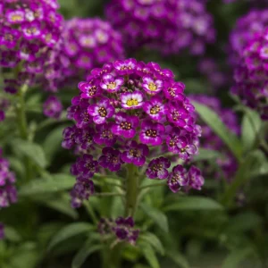 Oriental Nights Sweet Alyssum Seeds - Deep Purple Fragrant Ground Cover Flowers - 20 Seeds - Image 6
