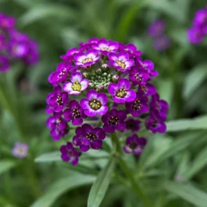Oriental Nights Sweet Alyssum Seeds - Deep Purple Fragrant Ground Cover Flowers - 20 Seeds - Image 7