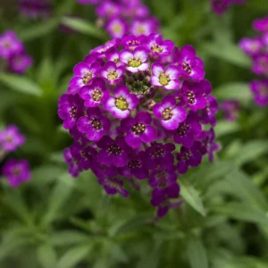 Oriental Nights Sweet Alyssum Seeds - Deep Purple Fragrant Ground Cover Flowers - 20 Seeds - Image 8