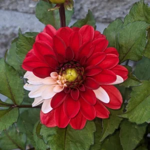Pacific Time Dahlia Seeds - 40+ Count - Pollinator Friendly Heirloom Flower Seeds - Image 13