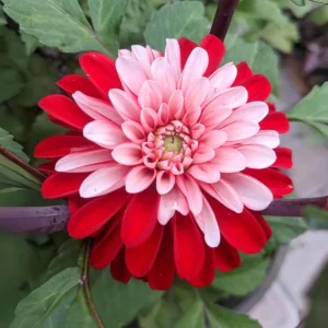 Pacific Time Dahlia Seeds - 40+ Count - Pollinator Friendly Heirloom Flower Seeds - Image 14