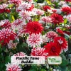 Pacific Time Dahlia Seeds - 40+ Count - Pollinator Friendly Heirloom Flower Seeds - Image 1