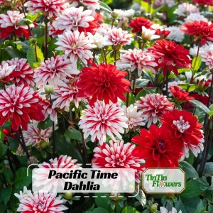 Pacific Time Dahlia Seeds - 40+ Count - Pollinator Friendly Heirloom Flower Seeds - Image 1