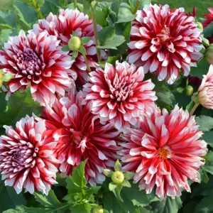 Pacific Time Dahlia Seeds - 40+ Count - Pollinator Friendly Heirloom Flower Seeds - Image 2