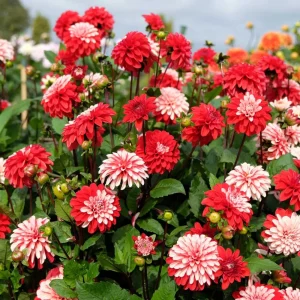 Pacific Time Dahlia Seeds - 40+ Count - Pollinator Friendly Heirloom Flower Seeds - Image 3